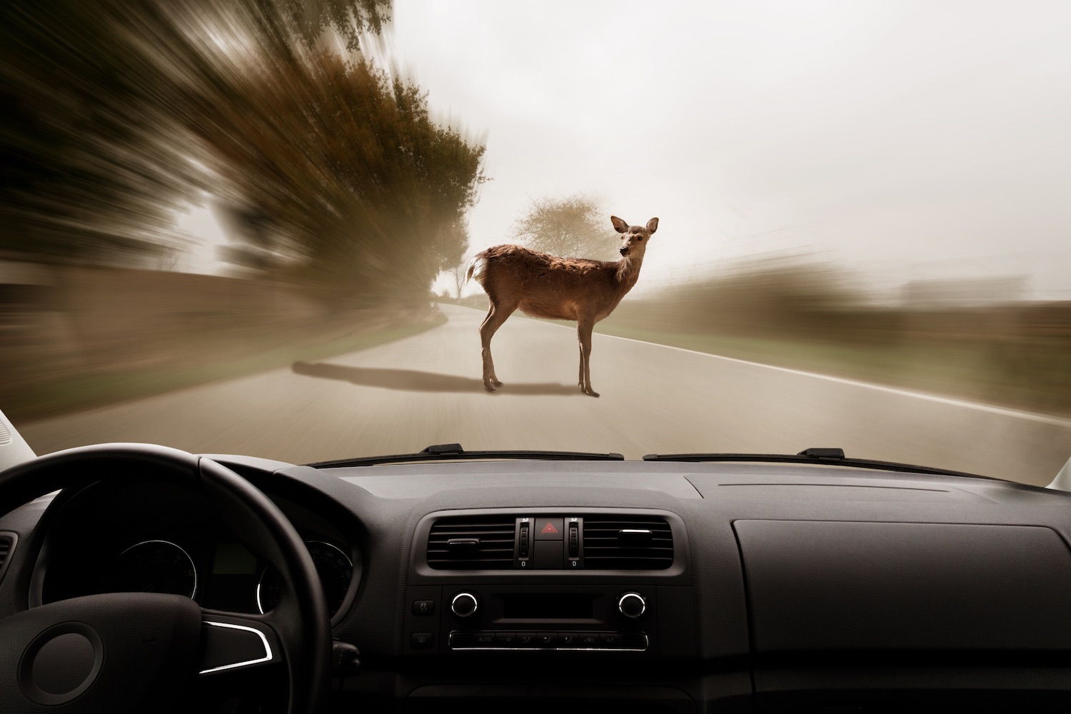 Encountering Wildlife on Your Summer Road Trip: How to Drive Safely